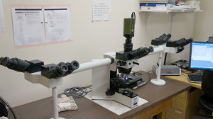 Microscope Imaging