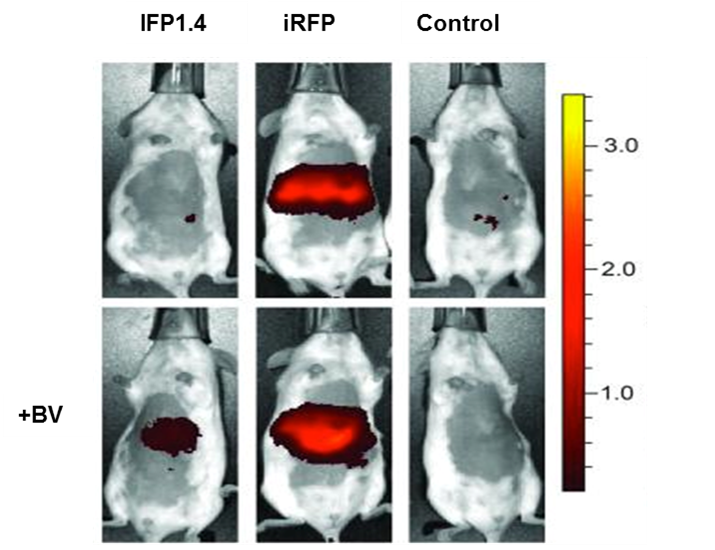 IVIS® Spectrum In Vivo Imaging System