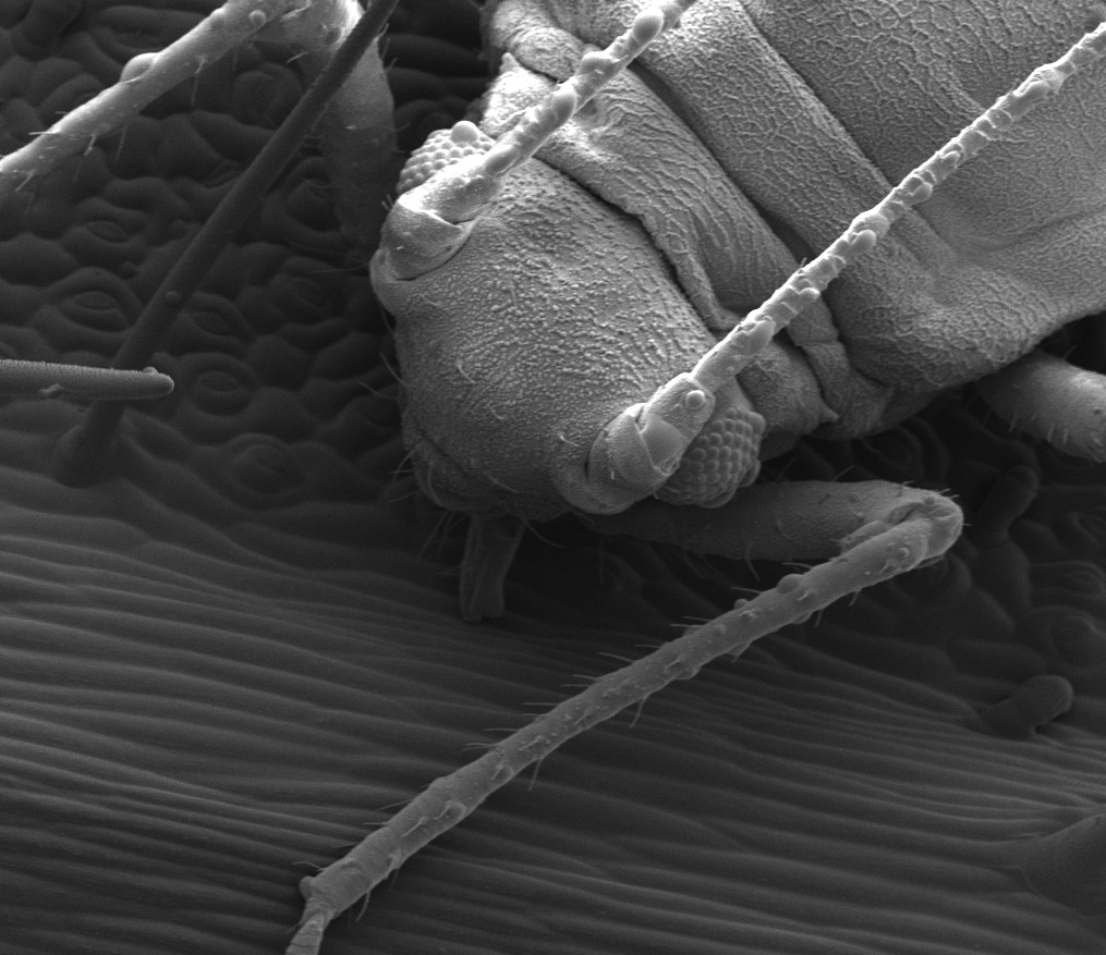 Aphid - Cryo SEM