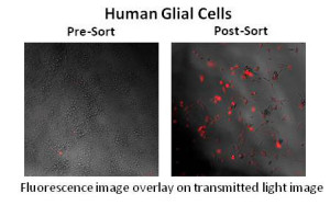 human-glial-cells