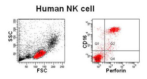 humannk-cell