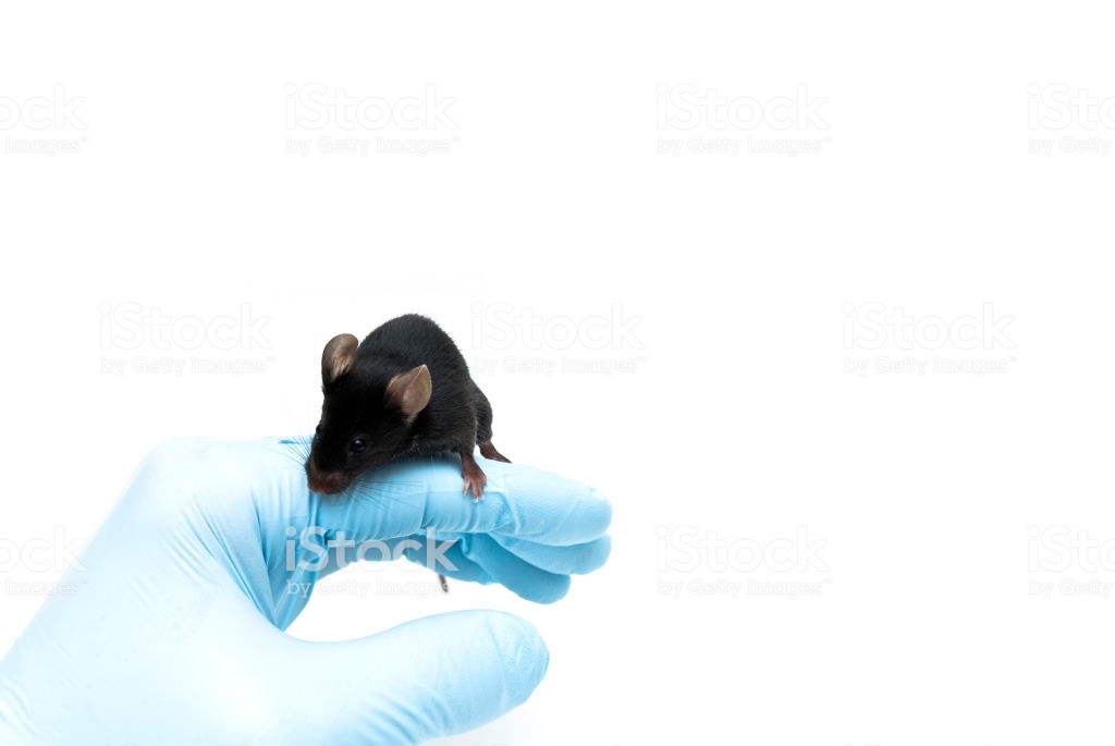 Experimental black C57BL/6 mouse on the laboratory researcher's hand