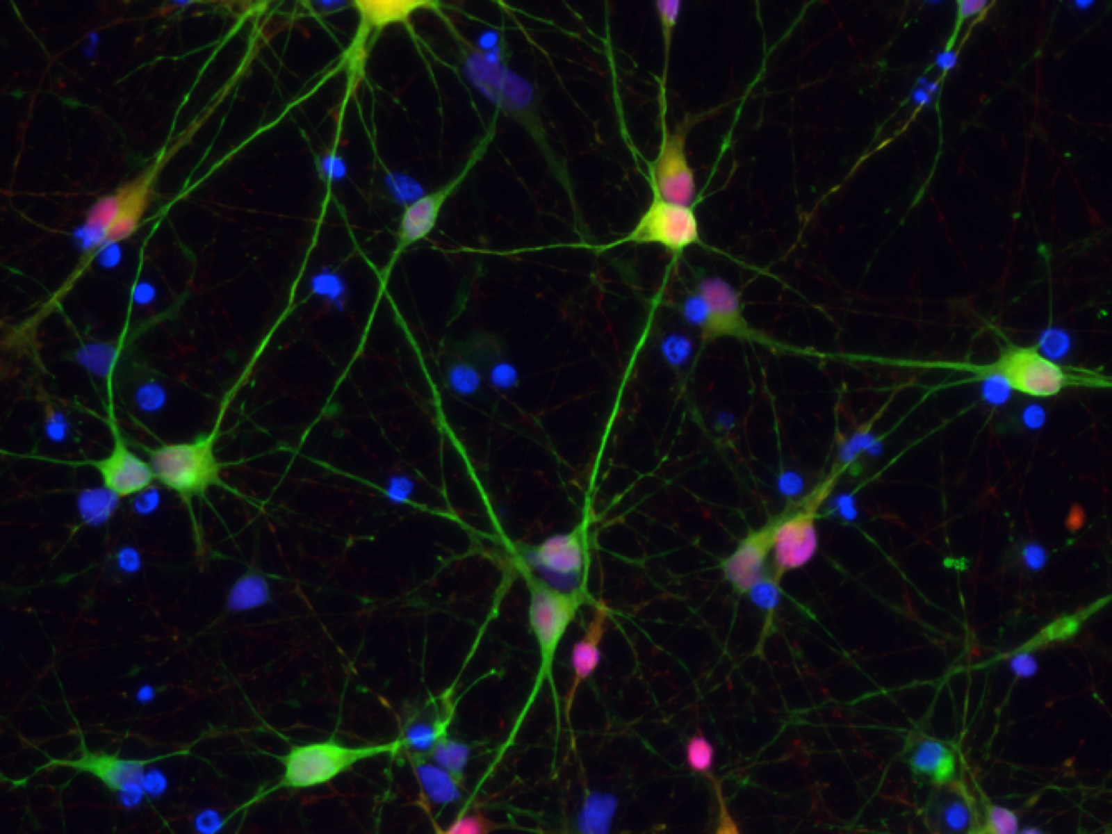 Pic1 Neurons