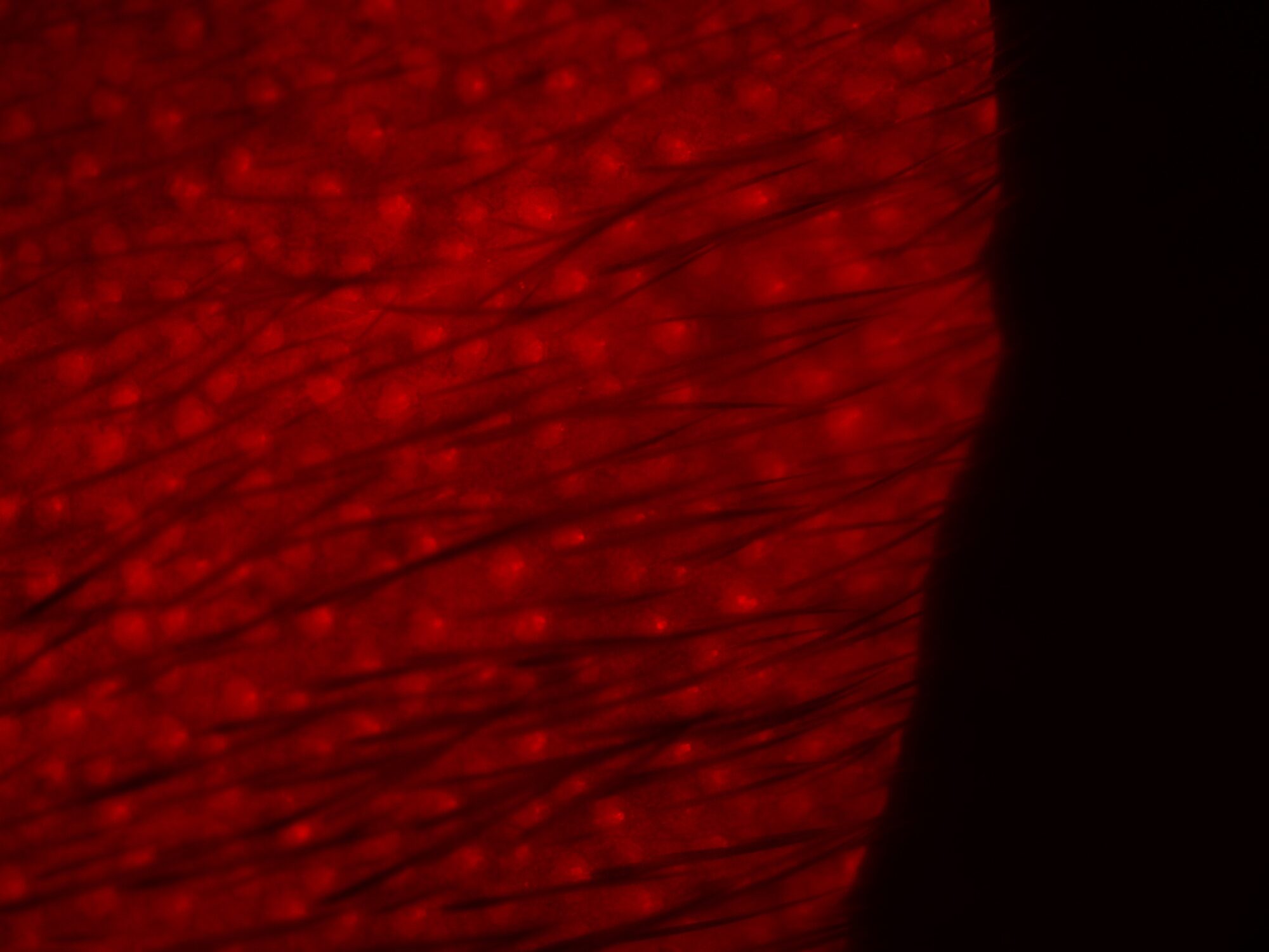Fluorescent microscope image of an ear punch from a single copy Cag-mCherry transgene knocked-into the H11 locus using CRISPR-Cas9