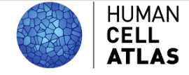 HCA